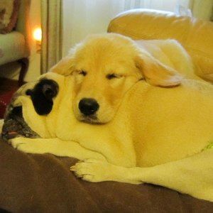 Meet your Posher, Cheryl